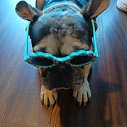 Milkshake is registered to the contest to win money with this photo: dog, sunglasses, pet, animal, floor, wooden_floor, clothing, sweater, indoor, paws, ears, cute, fashion, accessory, canine, funny, portrait, closeup, domestic_animal, pet_accessory