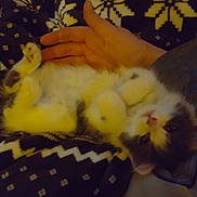 Gizmo joined the competition — help win amazing prizes! kitten, cat, hand, blanket, patterned, paw, cute, pet, furry, sleepy, cozy, indoor, resting, animal, soft, young, small, domestic, fur, relaxing
