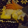 kitten, cat, hand, blanket, patterned, paw, cute, pet, furry, sleepy, cozy, indoor, resting, animal, soft, young, small, domestic, fur, relaxing