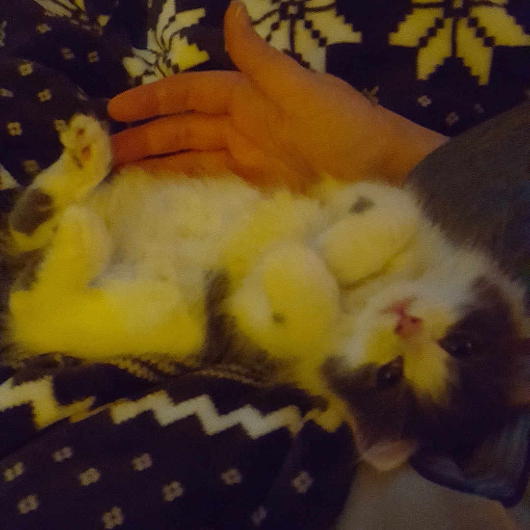 Gizmo