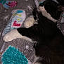 Dinah is registered to the contest to win money with this photo: cat, sleeping, black_and_white, fleece_blanket, cozy, resting, paw, indoor, fluffy, cute, animal, pet, comfort, soft_texture, relaxation, feline, fur, close_up, warm, domestic