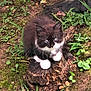 kitten, cat, black_and_white, tree_stump, moss, greenery, plants, outdoor, animal, cute, fur, small, nature, whiskers, paws, curious, pet, young, ground, wildlife