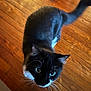 Dinah is registered to the contest to win money with this photo: cat, black_and_white, whiskers, curious, wooden_floor, indoor, pet, fur, tail, animal, mammal, close_up, looking_up, domestic_cat, whiskers_visible, feline, playful, alert, house_pet, cute