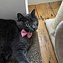 Alba participe au concours pour gagner de l'argent avec cette photo : cat, gray_cat, pink_bow_tie, scratching_pad, wooden_floor, cat_scratch_post, indoor, pet, feline, fur, whiskers, yellow_eyes, relaxed, cute, animal, mammal, domestic_cat, close_up, laying, cozy