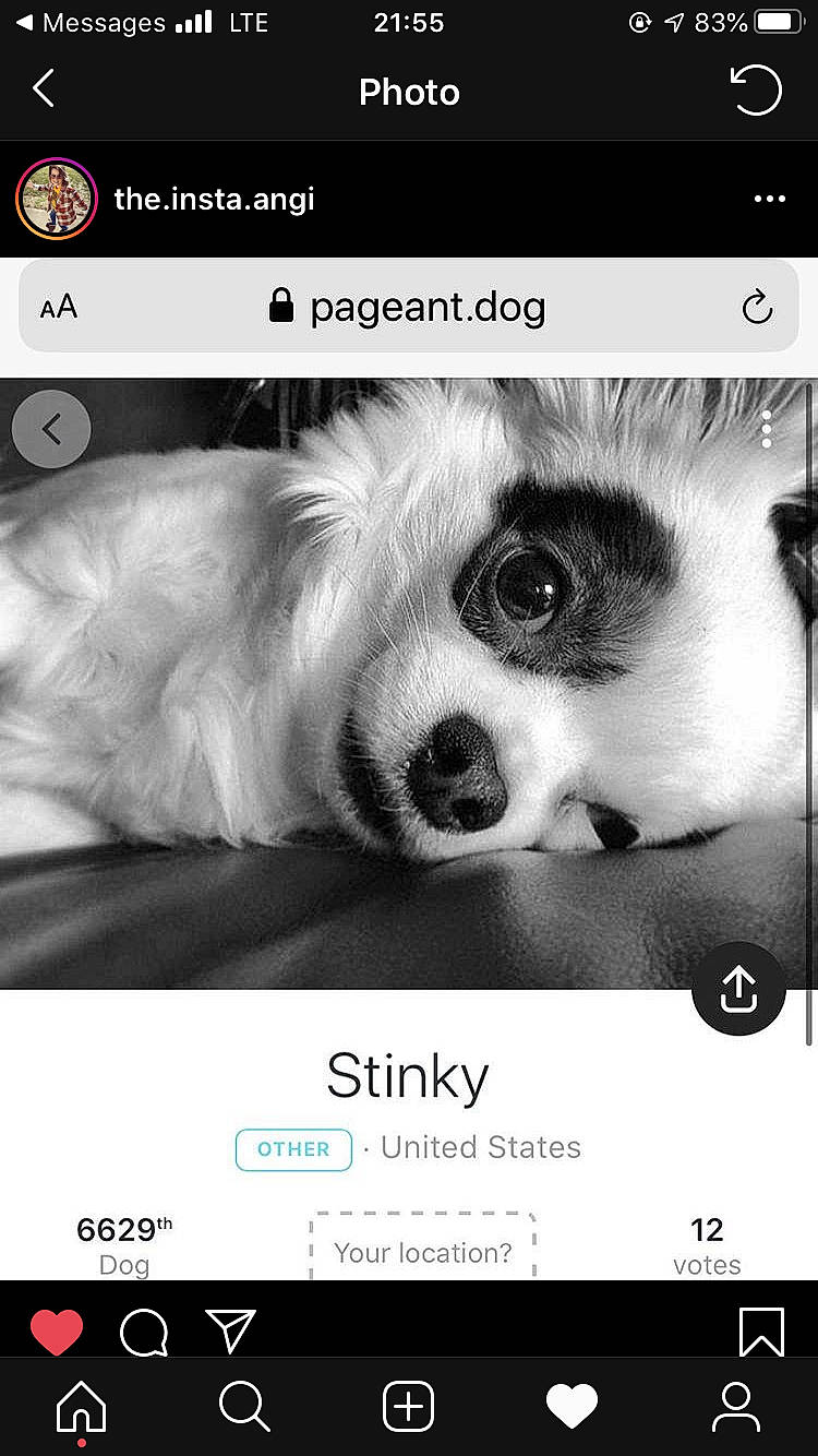 Stinky is registered to the contest to win money with this photo: canidae, font, photo_caption, photography, screenshot