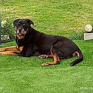Athéna participe au concours pour gagner de l'argent avec cette photo : dog, rottweiler, pet, black_and_tan, large_dog, lying_down, grass, lawn, garden, outdoor, backyard, portrait, animal, canine, relaxed, alert, short_hair, collar, garden_lights, daylight