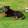 dog, rottweiler, pet, black_and_tan, large_dog, lying_down, grass, lawn, garden, outdoor, backyard, portrait, animal, canine, relaxed, alert, short_hair, collar, garden_lights, daylight