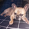 dog, french_bulldog, pet, animal, lying_down, bed, bedspread, checkered_pattern, blue, tan, wrinkles, large_ears, short_snout, paws, indoor, bedroom, flash_photography, close_up, portrait, camera_stamp