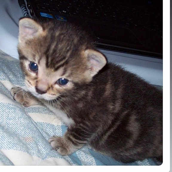 Baby