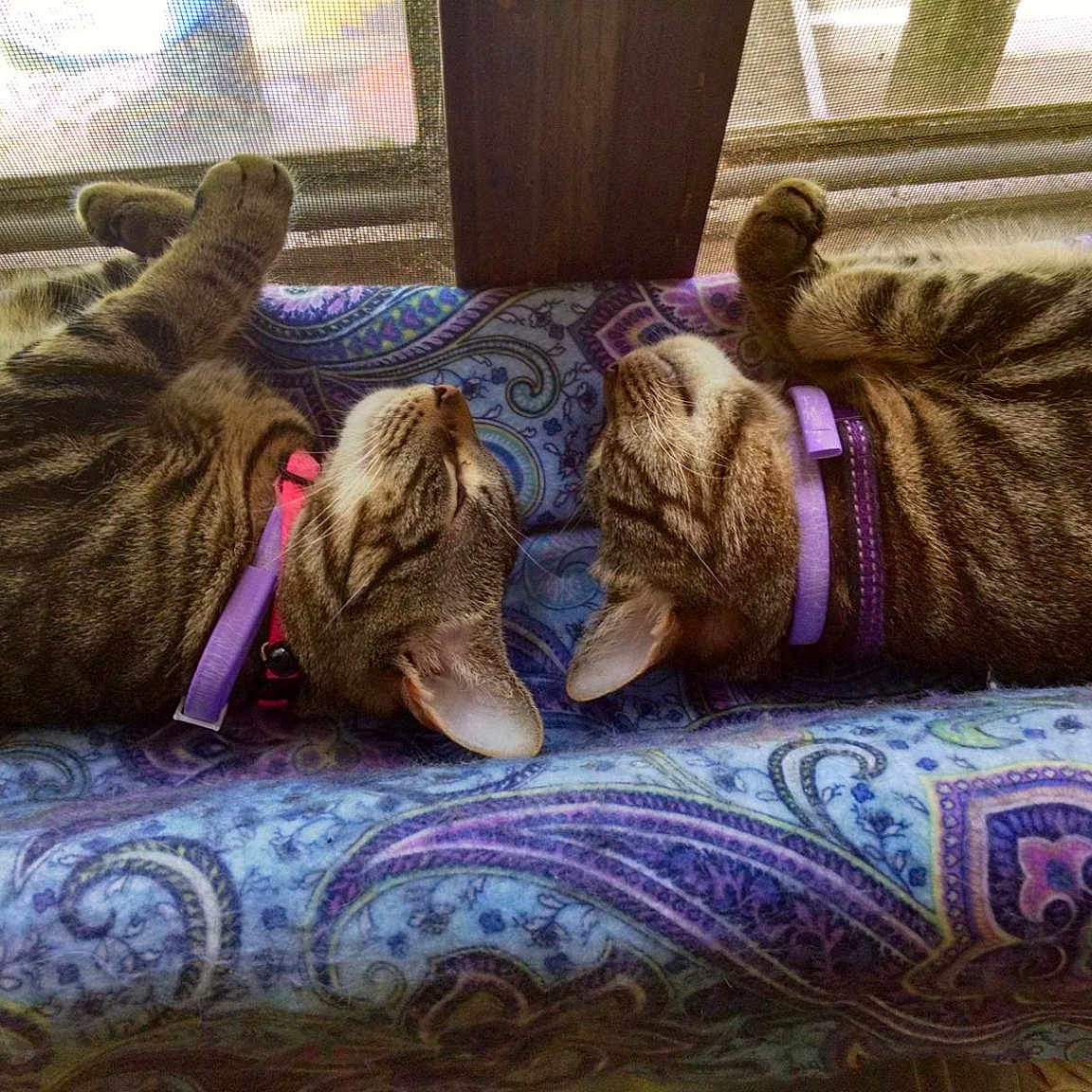 Baby And Puss
