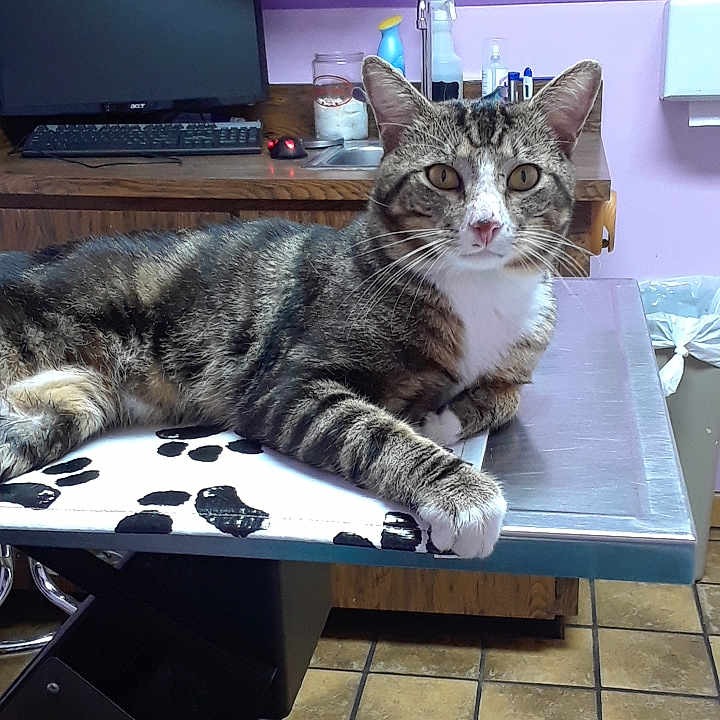 Cecil joined the competition — help win amazing prizes! aegean_cat, american_shorthair, carnivore, cat, domestic_short_haired_cat, dragon_li, european_shorthair, felidae, fur, kitten, maine_coon, norwegian_forest_cat, polydactyl_cat, small_to_medium_sized_cats, tabby_cat, table, whiskers