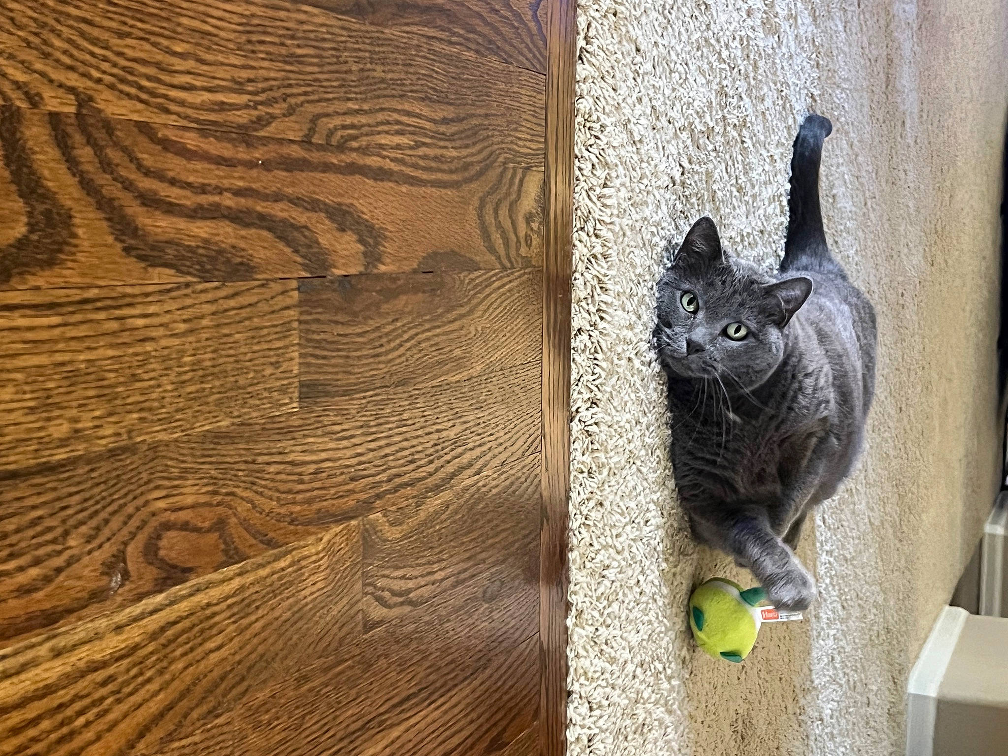 Rosie joined the competition — help win amazing prizes! art, beak, door, felidae, flooring, grey, hardwood, parrot, plank, plywood, sculpture, small_to_medium_sized_cats, snout, tail, terrestrial_animal, trunk, varnish, whiskers, wood, wood_stain