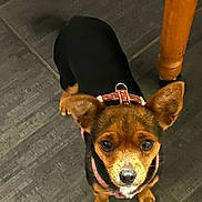 Thalia a rejoint le concours — aidez-le/la à gagner de superbes lots ! dog, small_dog, pet, brown_dog, black_dog, canine, floor, tile_floor, indoor, curious, looking_up, leash, harness, ears_up, tail, wooden_leg, furniture, companion, animal, domestic