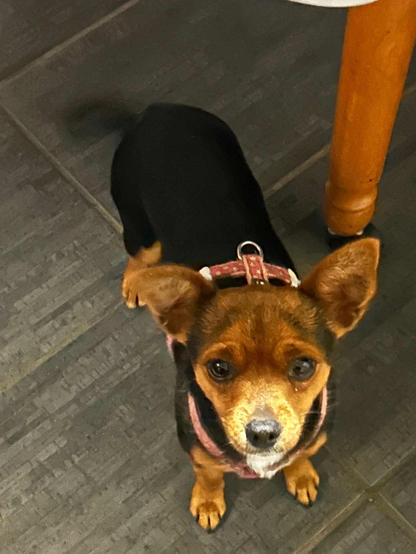 Thalia a rejoint le concours — aidez-le/la à gagner de superbes lots ! dog, small_dog, pet, brown_dog, black_dog, canine, floor, tile_floor, indoor, curious, looking_up, leash, harness, ears_up, tail, wooden_leg, furniture, companion, animal, domestic