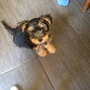 Tommy participe au concours pour gagner de l'argent avec cette photo : puppy, dog, floor, tile, pet, indoor, fur, cute, small, black, brown, looking_up, animal, canine, ears, tail, paws, home, sock, footwear
