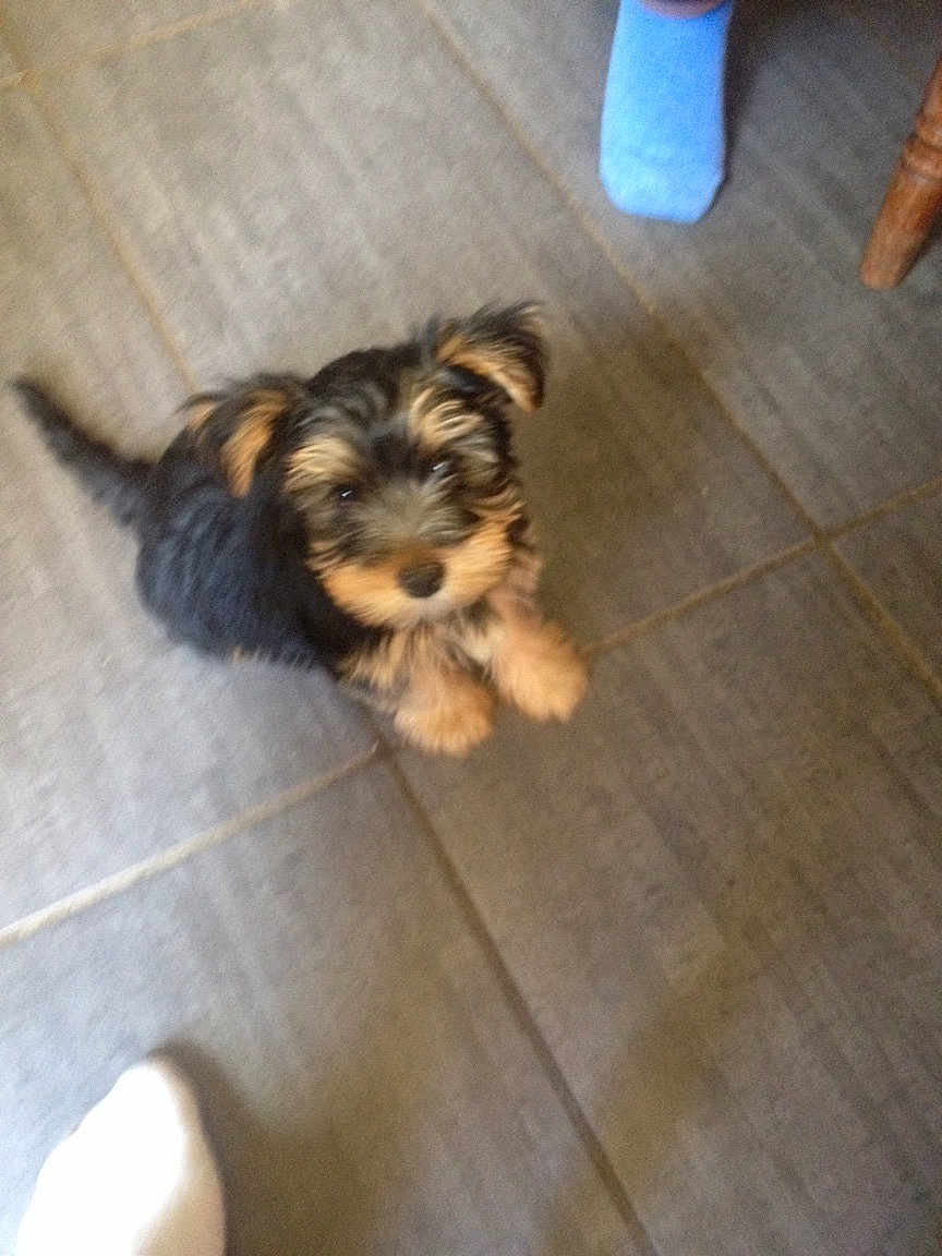 Tommy participe au concours pour gagner de l'argent avec cette photo : puppy, dog, floor, tile, pet, indoor, fur, cute, small, black, brown, looking_up, animal, canine, ears, tail, paws, home, sock, footwear