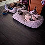 black_spots, brown_dog, carpet, cozy, dog, dog_bed, domestic, floor, food_bowl, furniture, home, indoor, leash, pet_bed, quiet, relaxed, resting, sleeping, tile_floor, white_dog