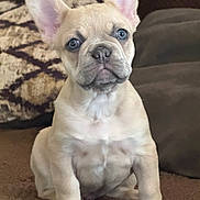 King joined the competition — help win amazing prizes! animal, brown, closeup, couch, cute, dog, ears, expression, eyes, face, french_bulldog, fur, indoor, nostrils, pet, portrait, puppy, sitting, snout, young