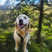 Apache a rejoint le concours — aidez-le/la à gagner de superbes lots ! dog, golden_retriever, canine, pet, animal, outdoor, forest, moss, nature, greenery, tree, happy, tongue_out, harness, portrait, sunlight, blurred_background, grass, smiling, wildlife