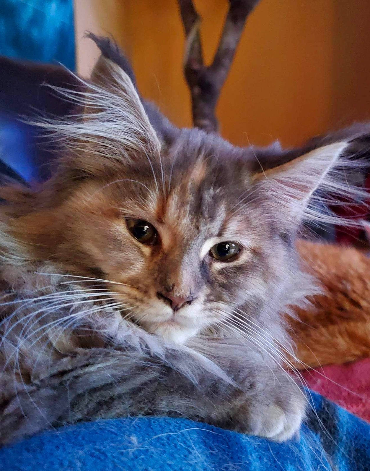 Tessy participe au concours pour gagner de l'argent avec cette photo : carnivore, cat, claw, domestic_short_haired_cat, electric_blue, event, fawn, felidae, fur, gesture, maine_coon, paw, small_to_medium_sized_cats, snout, tail, terrestrial_animal, whiskers, wildlife