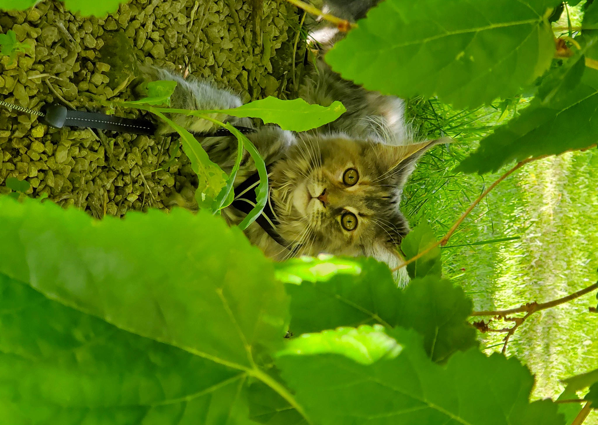 Tessy participe au concours pour gagner de l'argent avec cette photo : annual_plant, carnivore, cat, felidae, flowering_plant, grapevine_family, grass, groundcover, herb, leaf, plant, plant_pathology, plant_stem, small_to_medium_sized_cats, terrestrial_animal, tree, twig, vitis, whiskers, wildlife