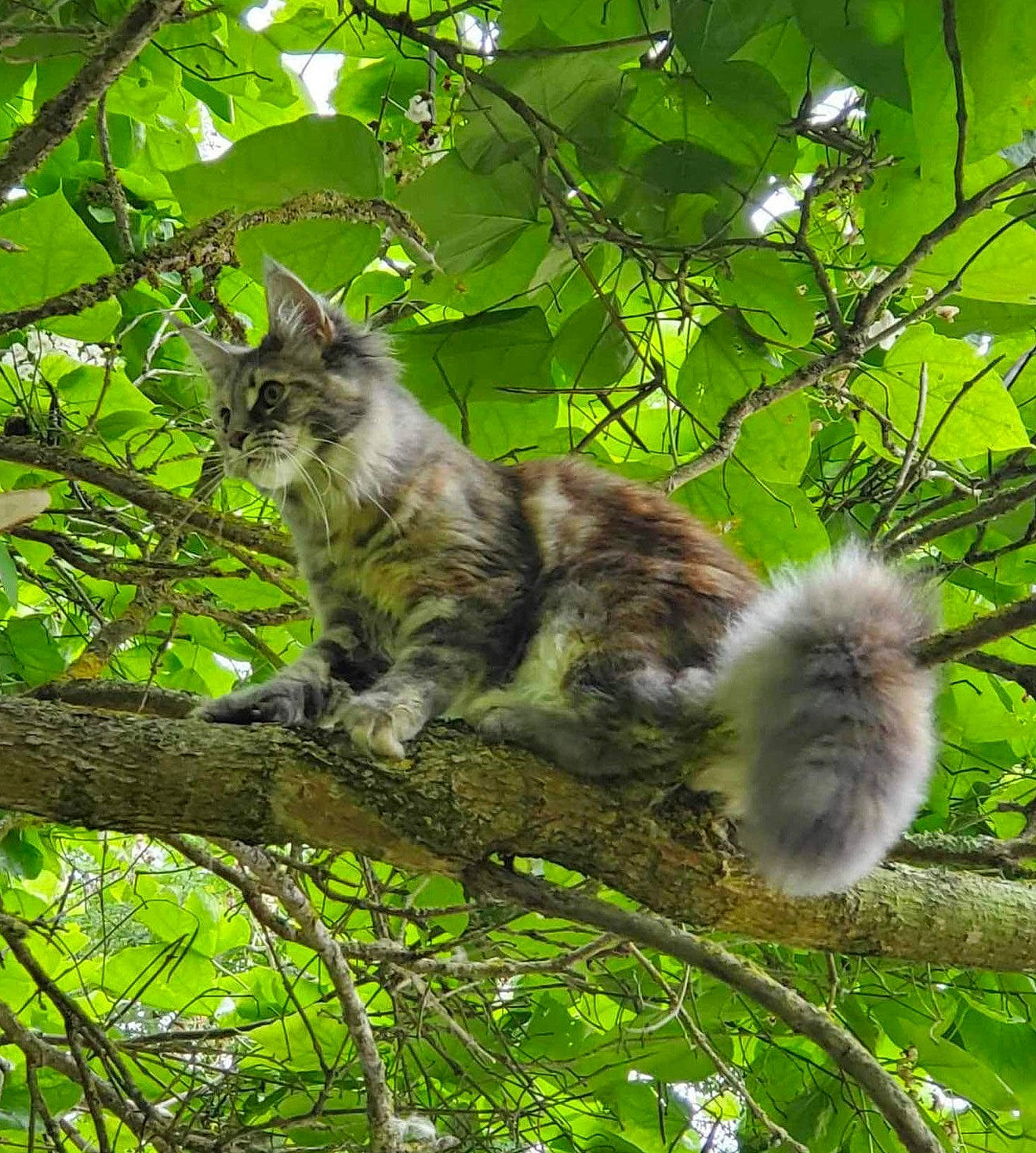 Tessy a rejoint le concours — aidez-le/la à gagner de superbes lots ! branch, carnivore, cat, domestic_short_haired_cat, felidae, fur, grass, groundcover, mammal, plant, small_to_medium_sized_cats, snout, tail, terrestrial_animal, tree, trunk, twig, whiskers, wildlife, wood