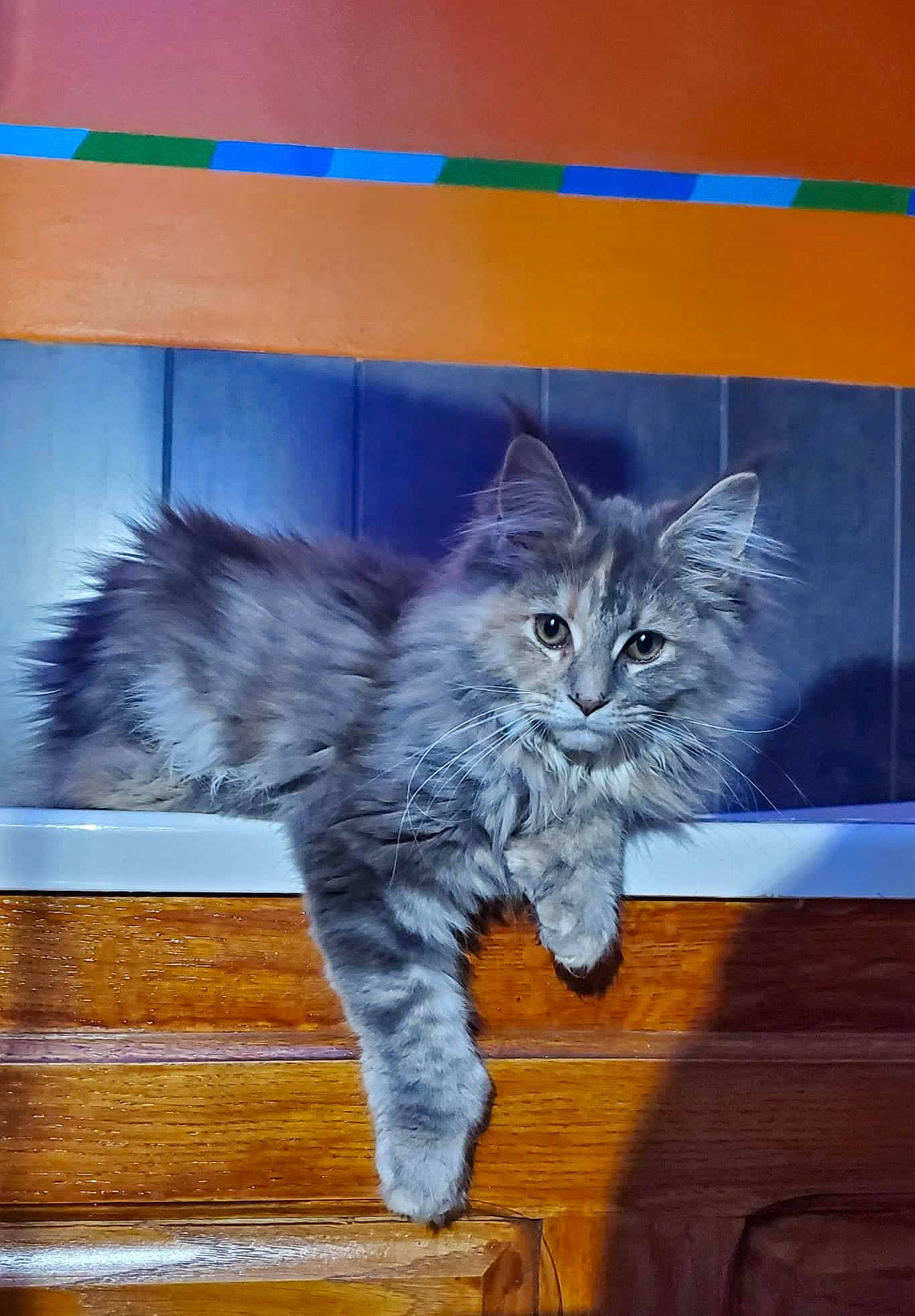 Tessy a rejoint le concours — aidez-le/la à gagner de superbes lots ! carnivore, cat, claw, domestic_short_haired_cat, electric_blue, felidae, fur, hardwood, paw, plant, small_to_medium_sized_cats, tail, whiskers, window, wood