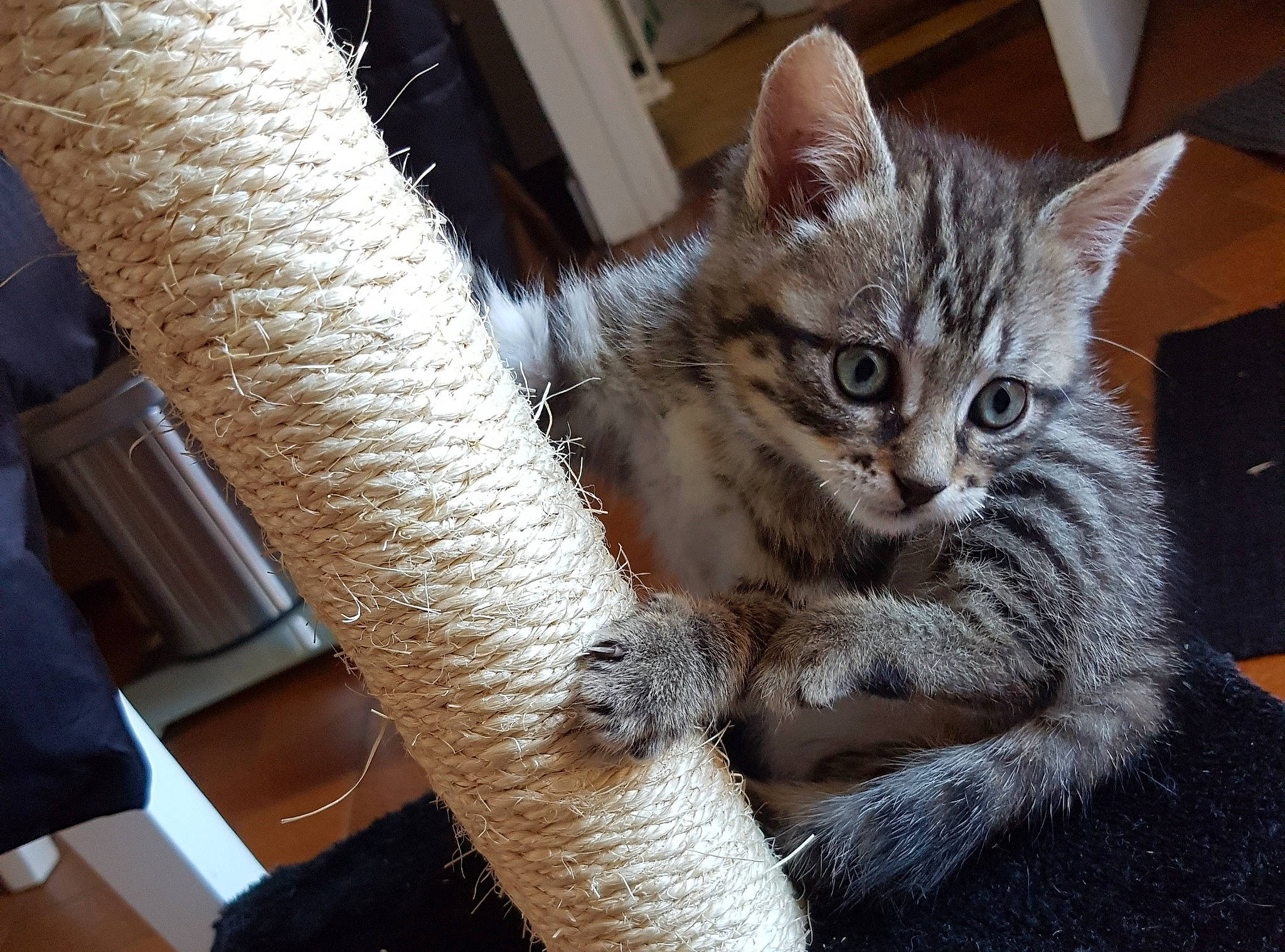 Kallie a rejoint le concours — aidez-le/la à gagner de superbes lots ! american_shorthair, american_wirehair, asian, australian_mist, british_semi_longhair, california_spangled, carnivore, cat, domestic_short_haired_cat, dragon_li, european_shorthair, felidae, fur, kitten, mammal, pixie_bob, small_to_medium_sized_cats, tabby_cat, vertebrate, whiskers