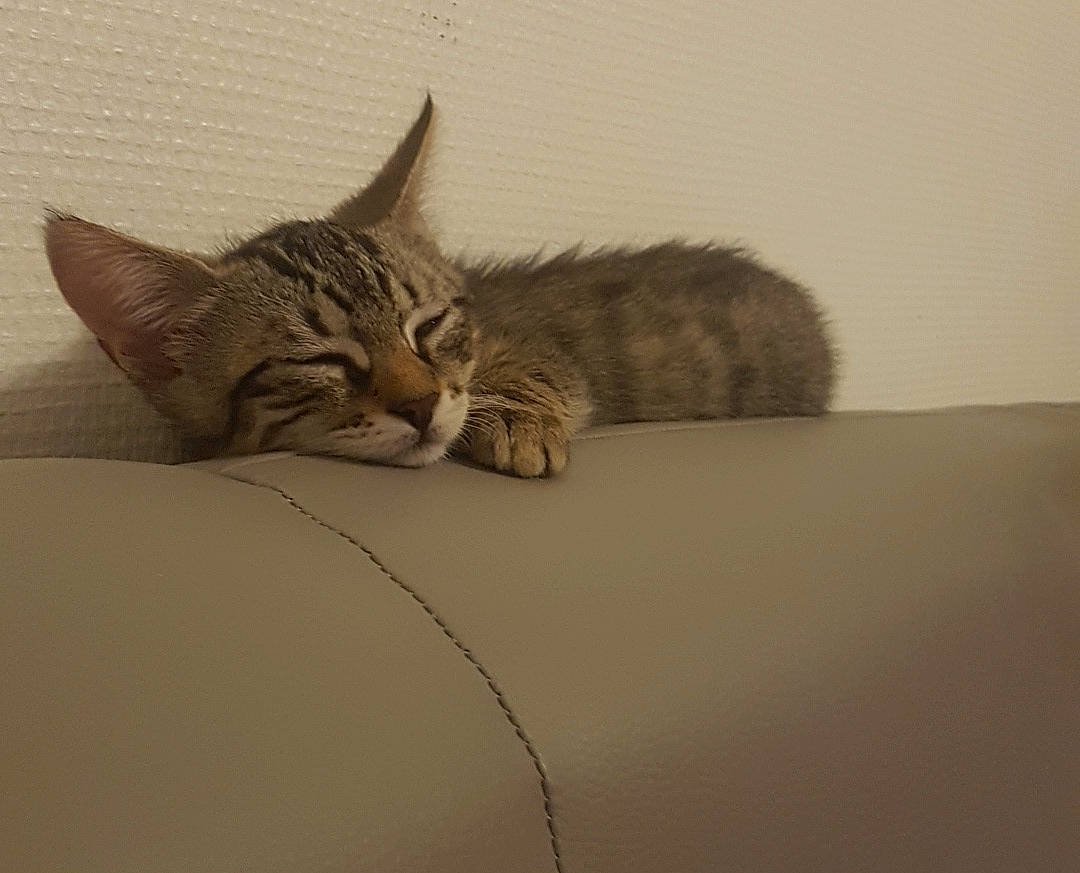 Kallie participe au concours pour gagner de l'argent avec cette photo : aegean_cat, american_shorthair, asian, bengal, california_spangled, carnivore, cat, domestic_short_haired_cat, dragon_li, european_shorthair, felidae, fur, kitten, ocicat, paw, pixie_bob, small_to_medium_sized_cats, tabby_cat, tail, whiskers