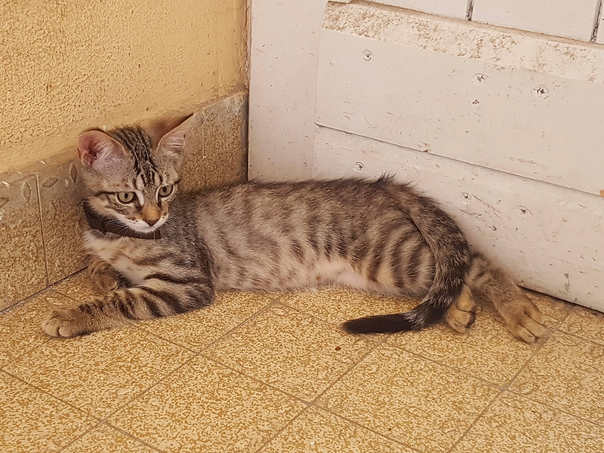 Kallie participe au concours pour gagner de l'argent avec cette photo : arabian_mau, asian, bengal, california_spangled, carnivore, cat, domestic_short_haired_cat, dragon_li, egyptian_mau, european_shorthair, felidae, kitten, mammal, ocicat, small_to_medium_sized_cats, sokoke, tabby_cat, toyger, vertebrate, whiskers