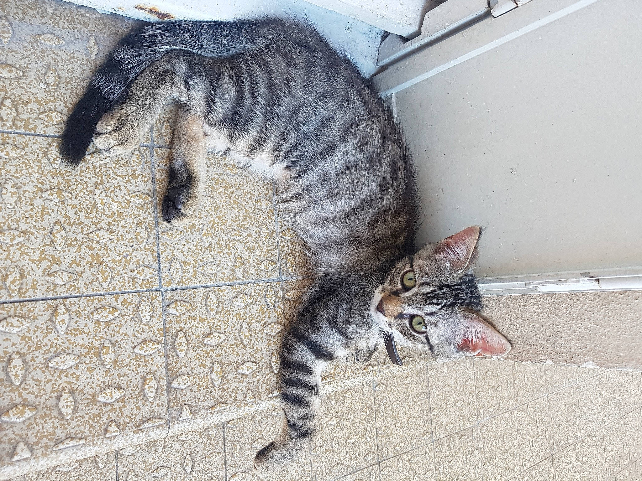 Kallie a rejoint le concours — aidez-le/la à gagner de superbes lots ! asian, bengal, carnivore, cat, claw, domestic_short_haired_cat, dragon_li, egyptian_mau, european_shorthair, felidae, kitten, mammal, ocicat, pixie_bob, small_to_medium_sized_cats, tabby_cat, tail, toyger, vertebrate, whiskers