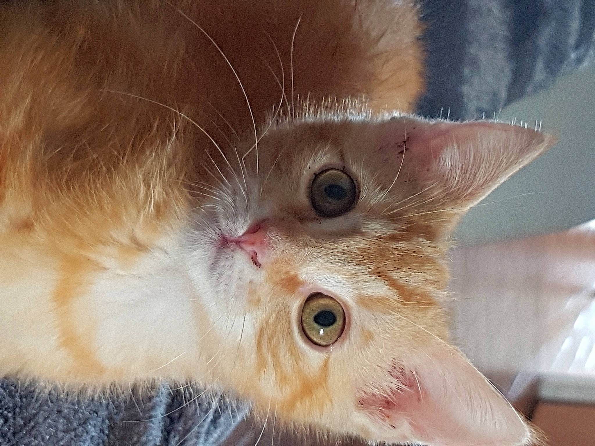 Nougat a rejoint le concours — aidez-le/la à gagner de superbes lots ! carnivore, cat, close_up, domestic_long_haired_cat, domestic_short_haired_cat, ear, eye, fawn, felidae, fur, german_rex, iris, kitten, nose, ojos_azules, organ, skin, small_to_medium_sized_cats, snout, whiskers