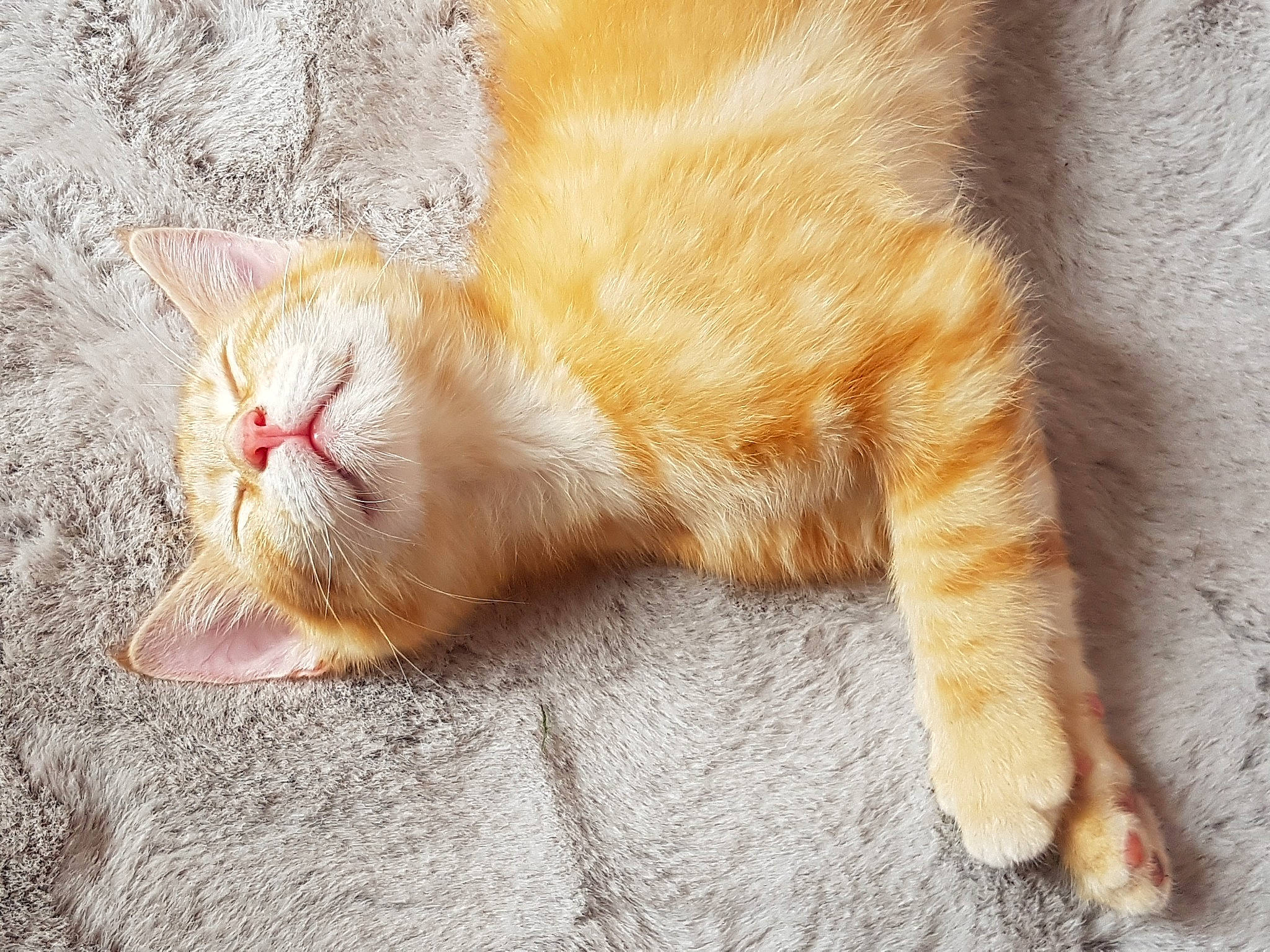 Nougat participe au concours pour gagner de l'argent avec cette photo : aegean_cat, carnivore, cat, claw, domestic_short_haired_cat, european_shorthair, fawn, felidae, fur, kitten, nap, ojos_azules, paw, polydactyl_cat, sleep, small_to_medium_sized_cats, snout, tabby_cat, tail, whiskers