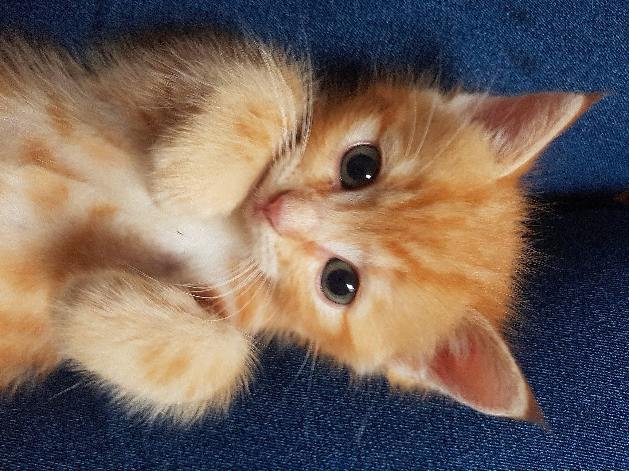 Nougat participe au concours pour gagner de l'argent avec cette photo : carnivore, cat, close_up, domestic_long_haired_cat, eye, fawn, felidae, fur, iris, kitten, mammal, nose, paw, persian, polydactyl_cat, ragamuffin, skin, small_to_medium_sized_cats, snout, whiskers