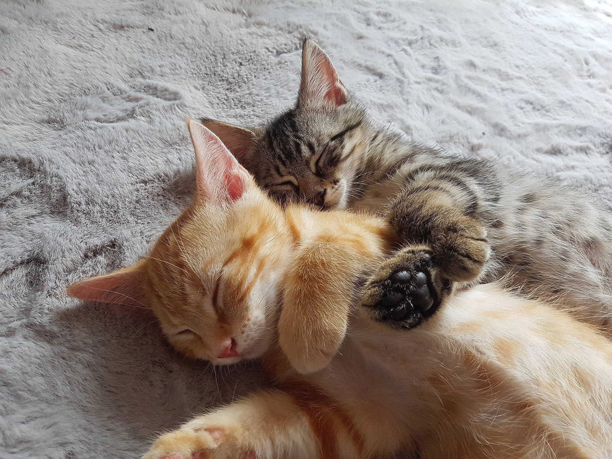 Nougat participe au concours pour gagner de l'argent avec cette photo : aegean_cat, arabian_mau, asian, carnivore, cat, claw, domestic_short_haired_cat, dragon_li, ear, european_shorthair, felidae, fur, german_rex, kitten, mammal, paw, small_to_medium_sized_cats, snout, tabby_cat, whiskers