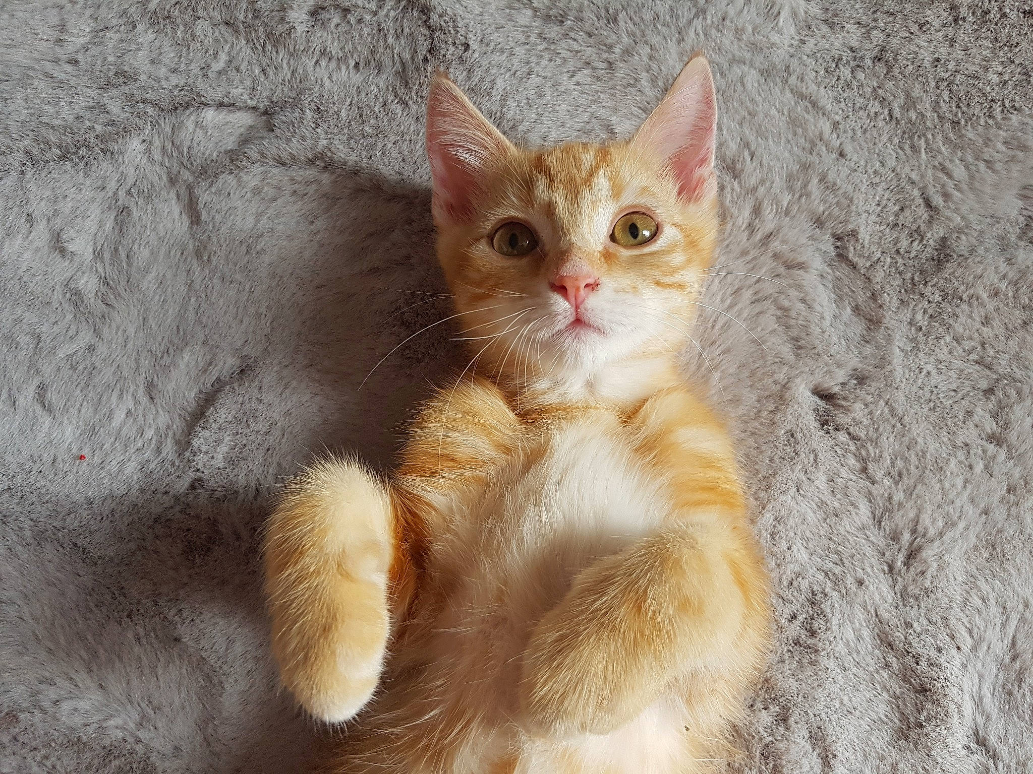 Nougat a rejoint le concours — aidez-le/la à gagner de superbes lots ! aegean_cat, american_wirehair, arabian_mau, asian, carnivore, cat, domestic_short_haired_cat, european_shorthair, eye, felidae, fur, german_rex, kitten, mammal, ojos_azules, polydactyl_cat, small_to_medium_sized_cats, snout, tabby_cat, whiskers