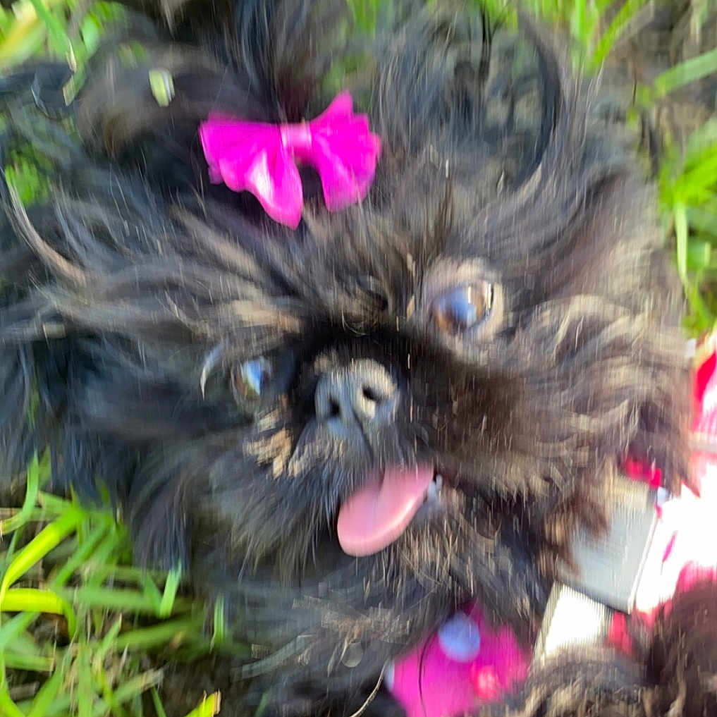 Kcheezypuff Anna is registered to the contest to win money with this photo: animal, black_dog, canine, close_up, collar, cute, dog, fluffy, fur, grass, happy, messy_fur, nature, outdoor, pet, pink_bow, playful, portrait, tongue, tongue_out
