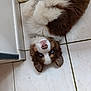 blue_eyes, brown_and_white, closeup, cozy, dog, domestic_animal, ears, fluffy, fur, gaze, indoor, kitchen_corner, lying_on_back, paws, pet, pink_nose, playful, portrait, puppy, tile_floor