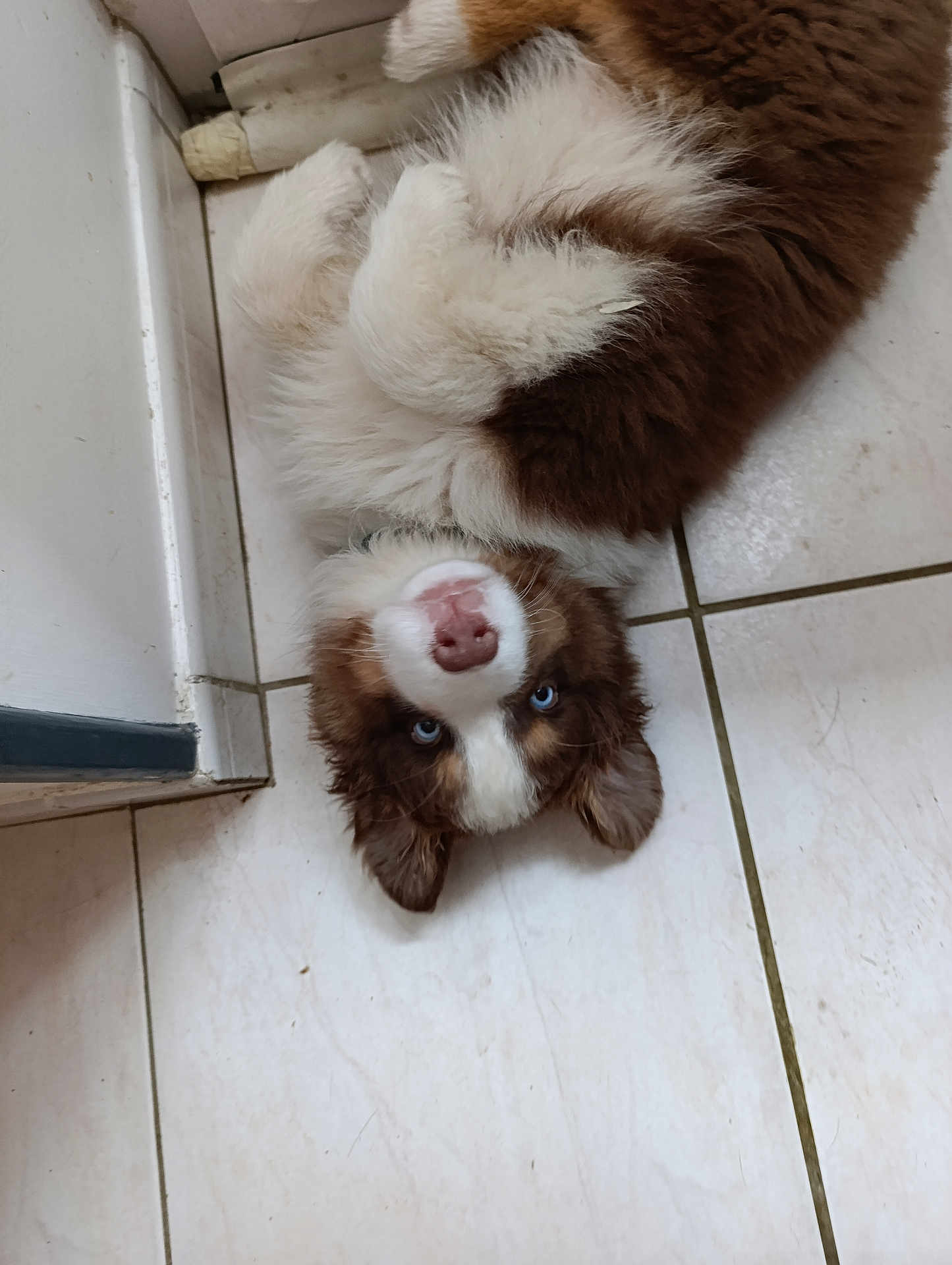 Arkane participe au concours pour gagner de l'argent avec cette photo : dog, puppy, fluffy, brown_and_white, blue_eyes, pink_nose, lying_on_back, tile_floor, indoor, kitchen_corner, fur, ears, paws, closeup, portrait, pet, domestic_animal, playful, cozy, gaze