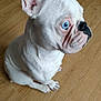 dog, french_bulldog, white_dog, blue_eyes, pet, sitting, indoor, wooden_floor, animal, cute, companion, canine, portrait, side_view, domestic_animal, short_hair, ears_up, looking_away, small_dog, friendly