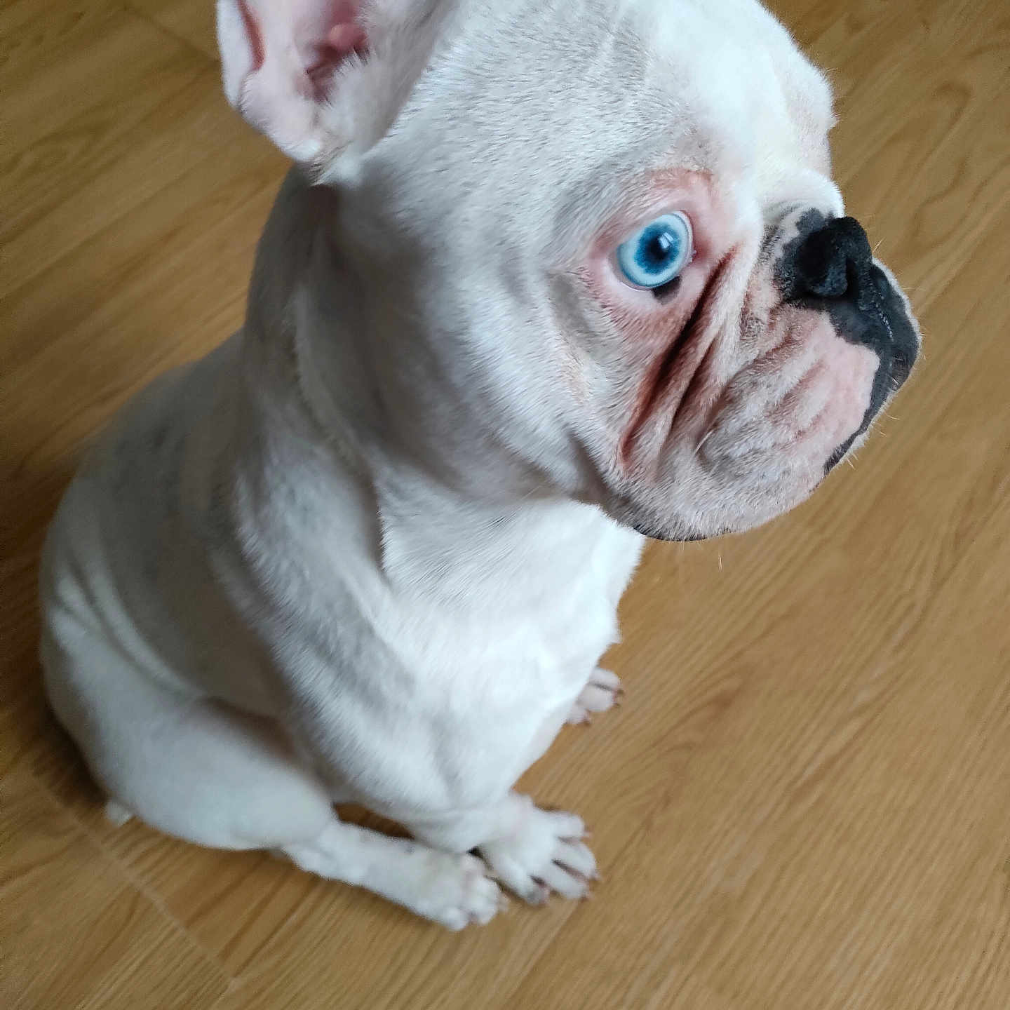 Vigo a rejoint le concours — aidez-le/la à gagner de superbes lots ! animal, blue_eyes, canine, companion, cute, dog, domestic_animal, ears_up, french_bulldog, friendly, indoor, looking_away, pet, portrait, short_hair, side_view, sitting, small_dog, white_dog, wooden_floor