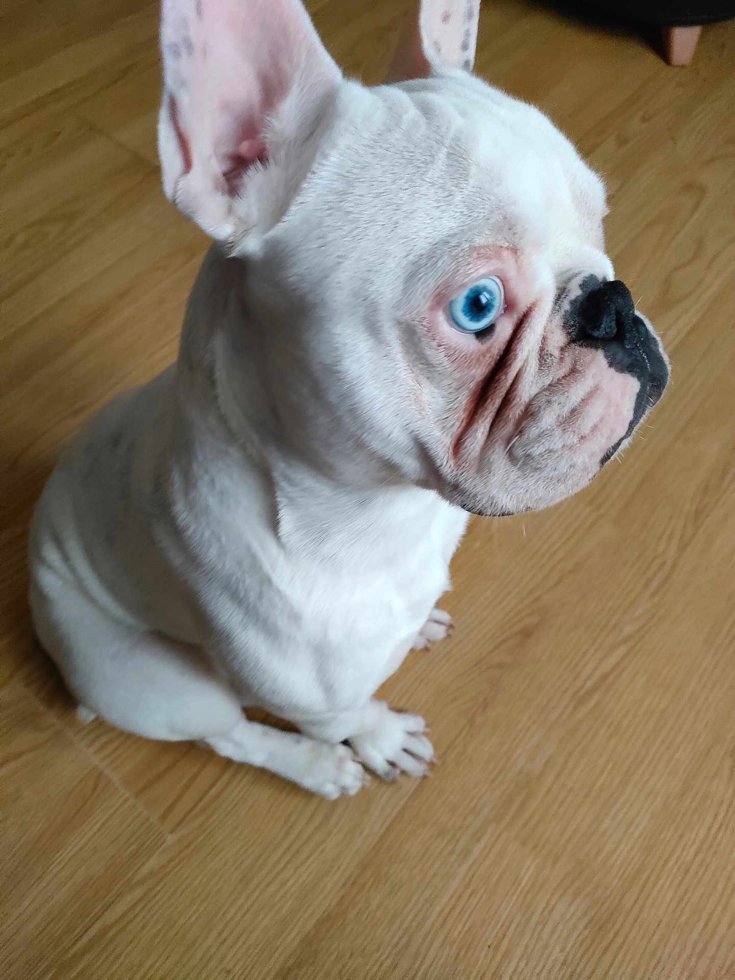 Vigo a rejoint le concours — aidez-le/la à gagner de superbes lots ! dog, french_bulldog, white_dog, blue_eyes, pet, sitting, indoor, wooden_floor, animal, cute, companion, canine, portrait, side_view, domestic_animal, short_hair, ears_up, looking_away, small_dog, friendly