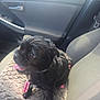 animal, black_dog, car_interior, car_seat, collar, companion, cushion, cute, dog, door_handle, furry, indoor, leash, pet, seatbelt, small_dog, tongue_out, travel, vehicle, window