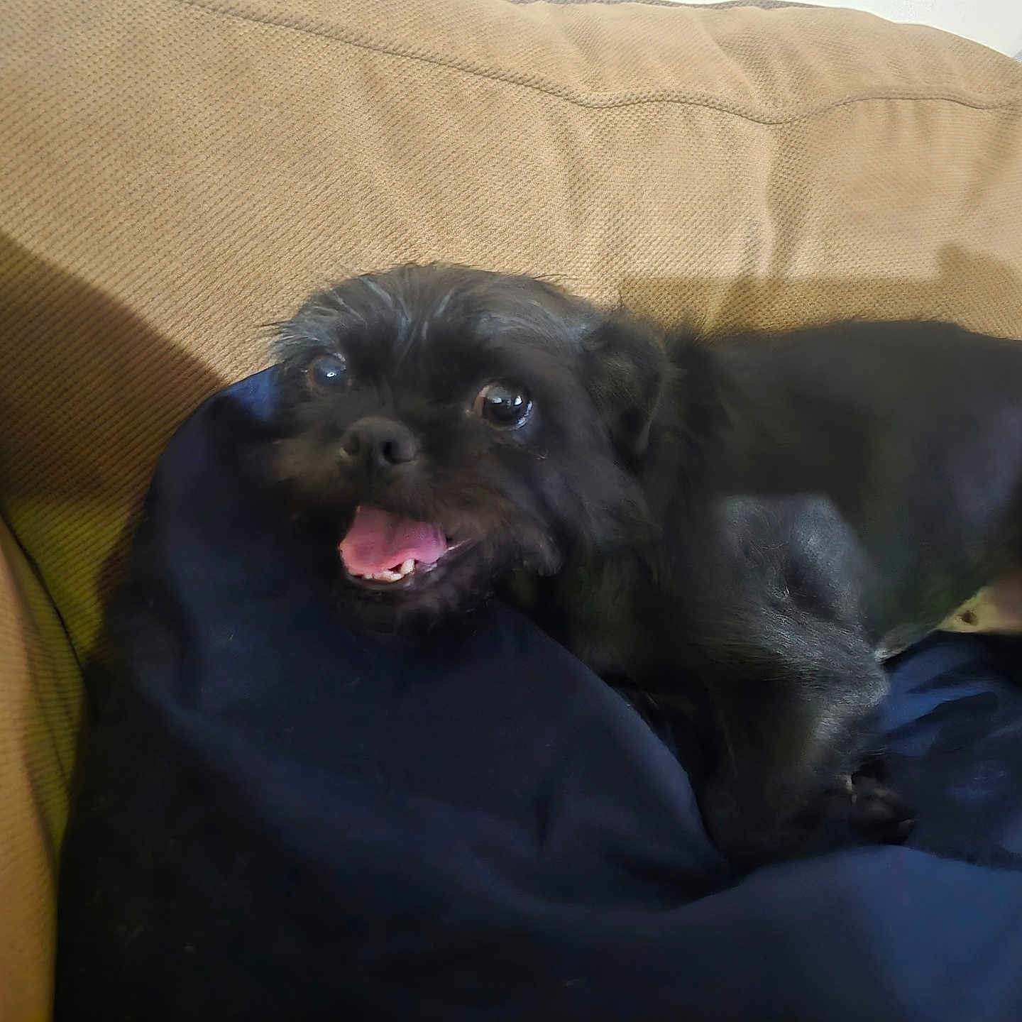 Monkey Moo joined the competition — help win amazing prizes! animal, black_dog, blanket, canine, comfort, couch, cute, dog, domestic_animal, friendly, fur, happy, home, indoor, laying_down, living_room, pet, relaxing, smiling, tongue_out