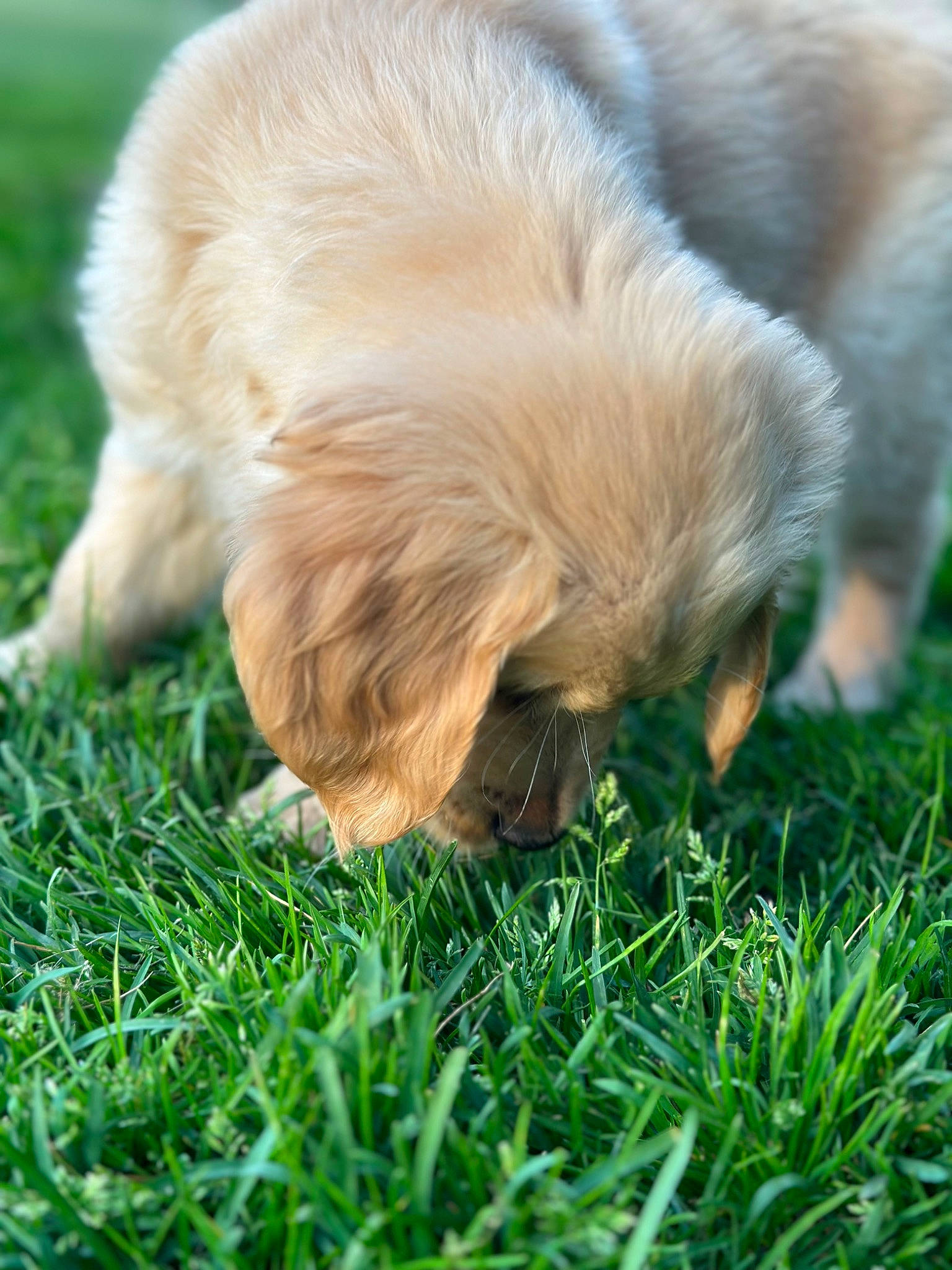 Phoenix joined the competition — help win amazing prizes! canidae, carnivore, companion_dog, dog, dog_breed, fawn, fur, grass, liver, snout, sporting_group, whiskers