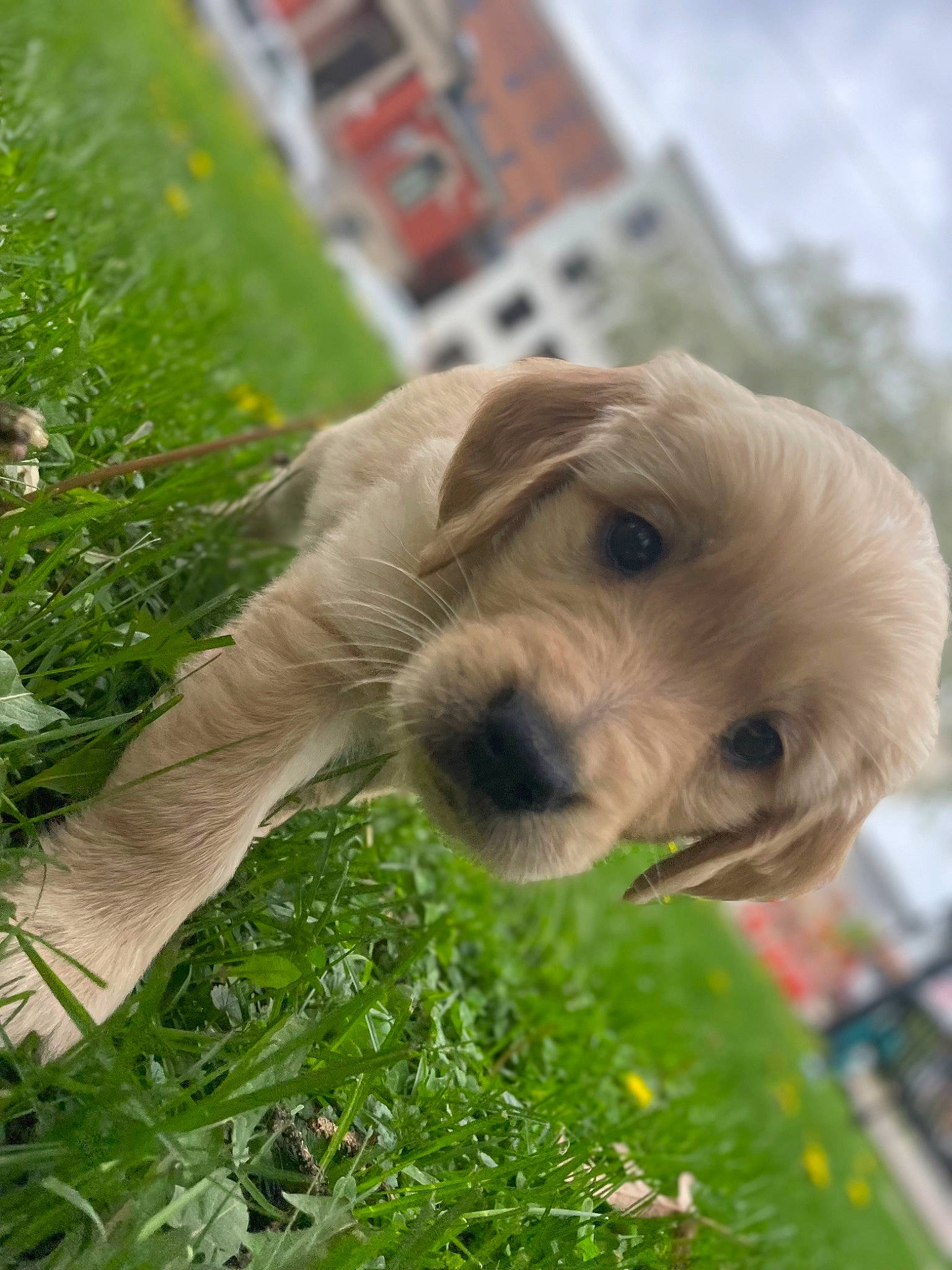 Phoenix joined the competition — help win amazing prizes! building, canidae, carnivore, cloud, companion_dog, dog, dog_breed, fawn, fur, grass, lawn, liver, plant, retriever, sky, snout, sporting_group, terrier, wood, working_animal