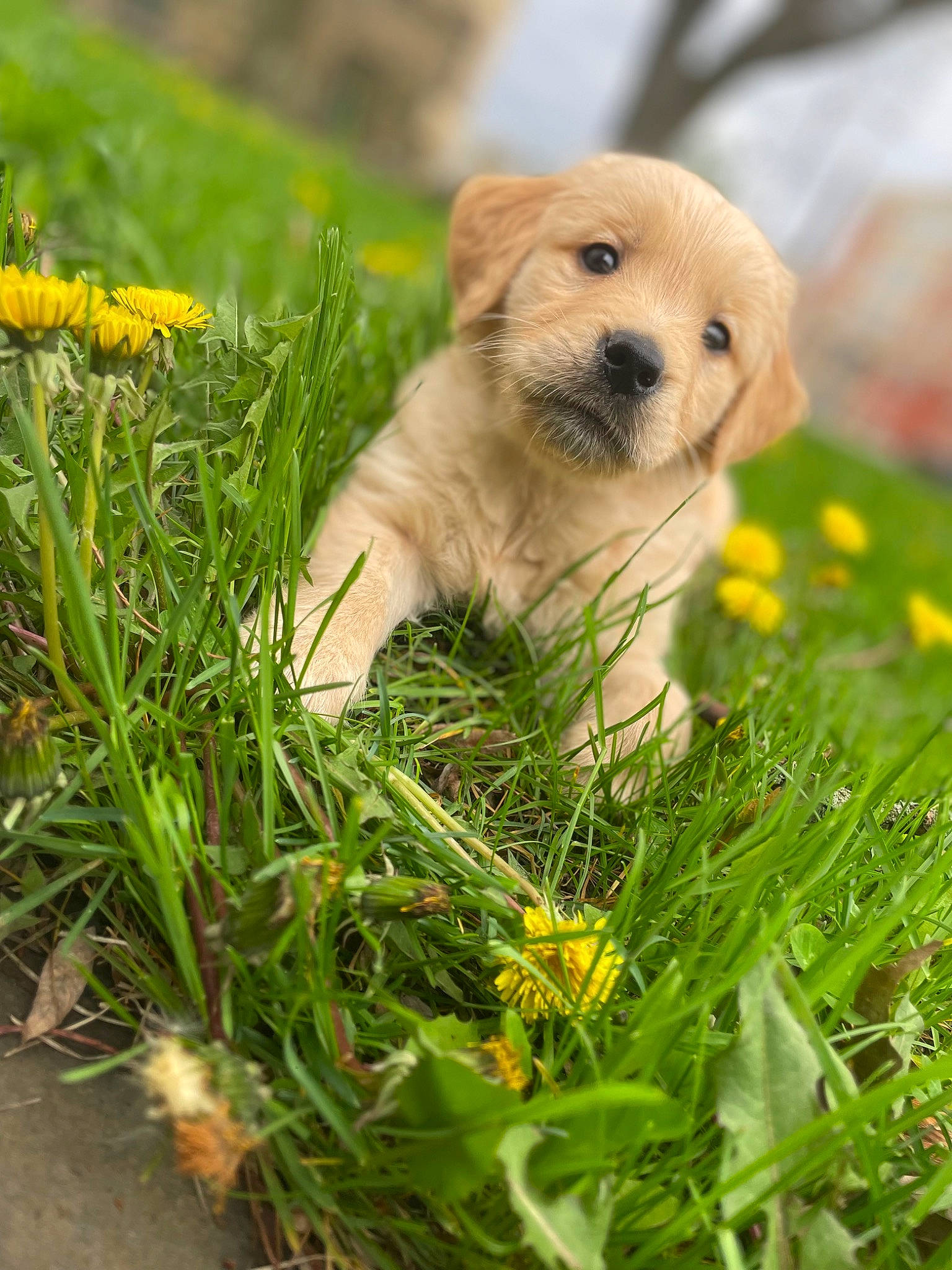 Phoenix joined the competition — help win amazing prizes! annual_plant, canidae, carnivore, companion_dog, dog, dog_breed, fawn, flower, grass, groundcover, happy, herbaceous_plant, petal, plant, snout, sporting_group, tail, terrestrial_animal, tree, whiskers