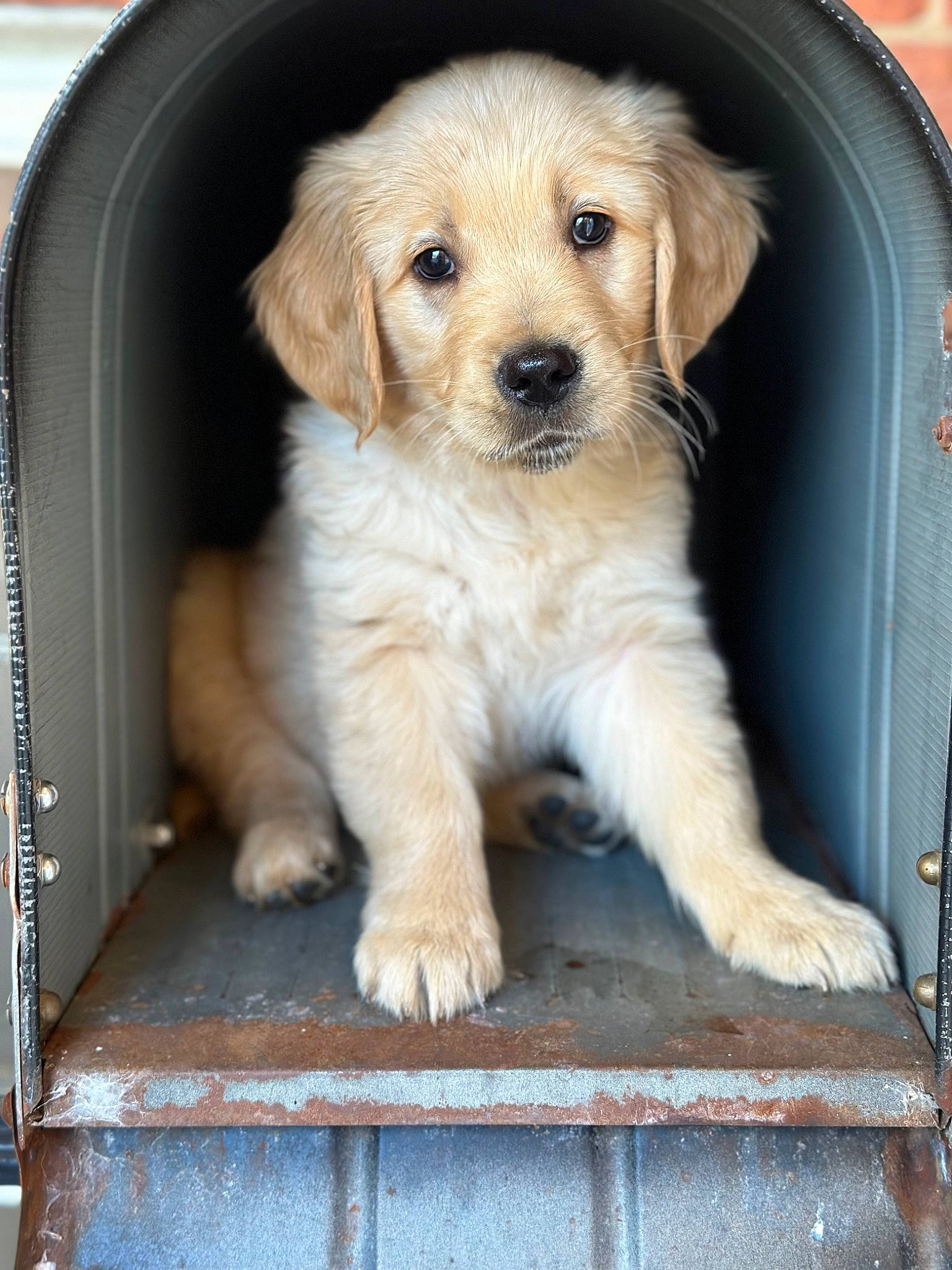 Phoenix joined the competition — help win amazing prizes! canidae, carnivore, companion_dog, dog, dog_breed, dog_collar, dog_supply, door, fawn, fur, gun_dog, pet_supply, puppy, sitting, snout, sporting_group, terrestrial_animal, vehicle, vehicle_door, whiskers