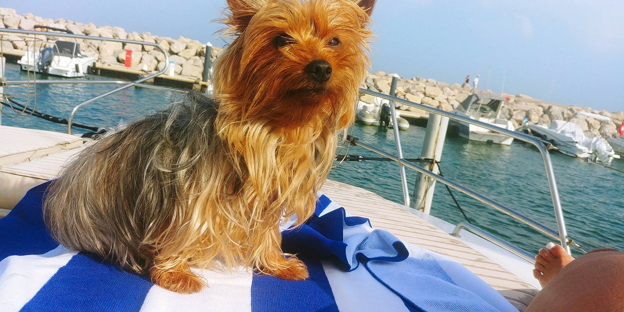 Neya a rejoint le concours — aidez-le/la à gagner de superbes lots ! boat, building, carnivore, companion_dog, dog, dog_breed, electric_blue, fur, lake, leisure, liver, ocean, sky, small_terrier, sporting_group, terrier, tourism, toy_dog, travel, water