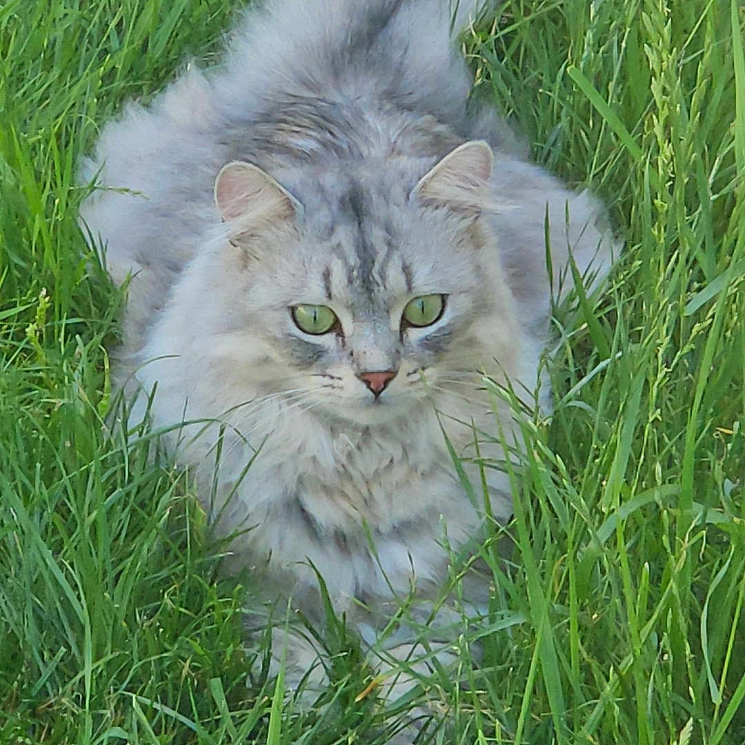 Guizmo participe au concours pour gagner de l'argent avec cette photo : angora, animal, cat, face, field, flower, grass, grassland, green, head, herbal, herbs, kitten, lawn, nature, outdoors, person, pet, plant, vegetation